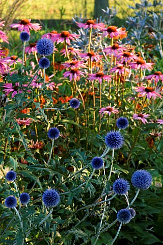 PETTIFERS_GARDEN__OXFORDSHIRE_PLANT_COMBINATION_OF_ECHINACEA_AND_ECHINOPS_VEITCHS_BLUE