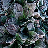 DETAIL OF FROSTED LEAVES OF BERGENIA CRASSIFOLIA.