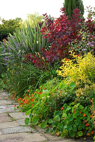 WILKINS_PLECK__STAFFORDSHIRE_HOT_BORDER_RED_BORDER_WITH_RED_NASTURTIUMS_AND_COTINUS__VERBENA_BONARIE