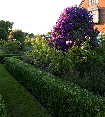 WILKINS_PLECK__STAFFORDSHIRE_THE_LAWN_WITH_FORMAL_ROSE_BEDS_AND_CLEMATIS_JACKMANII_AND_CLEMATIS_ETOI