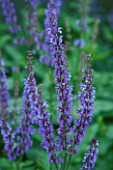 ORCHARD DENE NURSERY  OXFORDSHIRE: SALVIA INDIGO. CLOSE UP. FLOWERS  BLUE