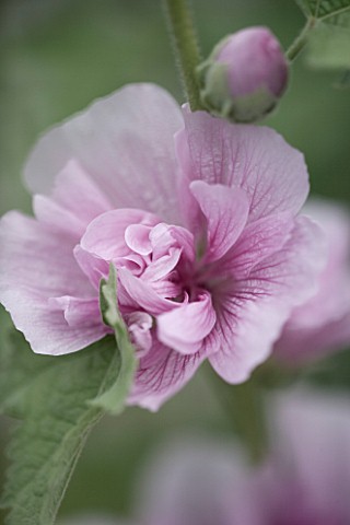 ORCHARD_DENE_NURSERY__OXFORDSHIRE_ALCEA_PARK_ROWDELL_CLOSE_UP_FLOWERS__PINK_DE_SATURATED_IMAGE