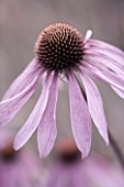 ORCHARD DENE NURSERY  OXFORDSHIRE: DE-SATURATED IMAGE. ECHINACEA LEUCHTSTERN. CLOSE UP. FLOWERS  PINK