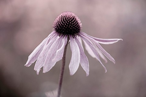 ORCHARD_DENE_NURSERY__OXFORDSHIRE_DESATURATED_IMAGE_ECHINACEA_LEUCHTSTERN_CLOSE_UP_FLOWERS__PINK