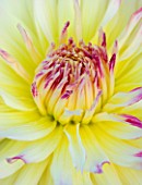 PETTIFERS  OXFORDSHIRE: CLOSE UP OF YELLOW FLOWERS OF DAHLIA MUMS LIPSTICK WITH PINK TIPS TO PETALS