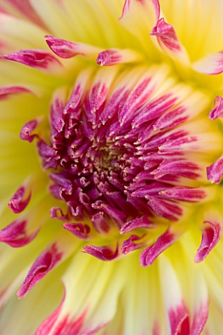 PETTIFERS__OXFORDSHIRE_CLOSE_UP_OF_YELLOW_FLOWERS_OF_DAHLIA_MUMS_LIPSTICK_WITH_PINK_TIPS_TO_PETALS