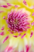 PETTIFERS  OXFORDSHIRE: CLOSE UP OF YELLOW FLOWERS OF DAHLIA MUMS LIPSTICK WITH PINK TIPS TO PETALS