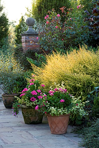 WILKINS_PLECK__STAFFORDSHIRE_PATIO_WITH_TERRACOTTA_CONTAINERS_PLANTED_WITH_PELARGONIUMS_BESIDE_LONIC