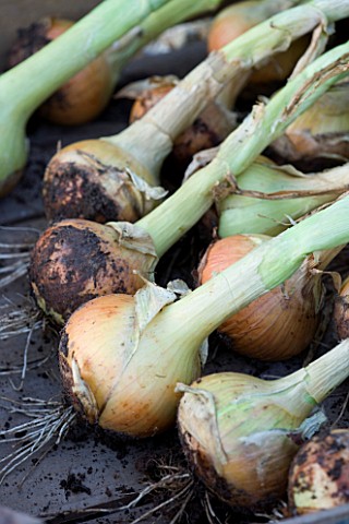 DESIGNER_CLARE_MATTHEWS__VEGETABLE_GARDEN_PROJECT_ONION_HERCULES_FRESHLY_PICKED_DRYING_OUT_ON_WOODEN