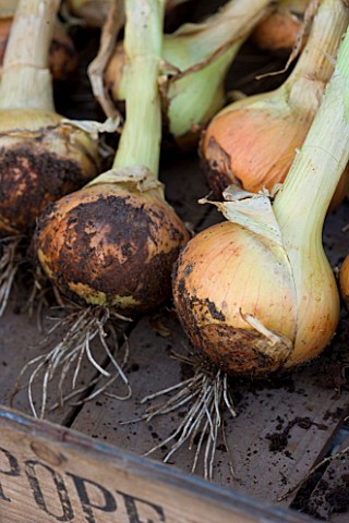 DESIGNER_CLARE_MATTHEWS__VEGETABLE_GARDEN_PROJECT_ONION_HERCULES_FRESHLY_PICKED_DRYING_OUT_ON_WOODEN