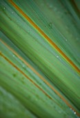 HUNTING BROOK  CO WICKLOW  REPUBLIC OF IRELAND: DESIGNER JIMI BLAKE - CLOSE UP OF THE LEAF OF CORDYLINE INDIVISA