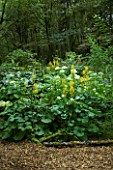 HUNTING BROOK  CO WICKLOW  REPUBLIC OF IRELAND: DESIGNER JIMI BLAKE - DRY  SHADE PLANTING IN THE WOODLAND WITH LIGULARIA WEINSTEPHEN AND HYDRANGEA ANNABELLE