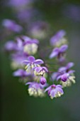 HUNTING BROOK  CO WICKLOW  REPUBLIC OF IRELAND: DESIGNER JIMI BLAKE - CLOSE UP OF THE FLOWERS OF THALICTRUM DELAVAYII