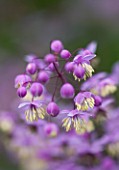 HUNTING BROOK  CO WICKLOW  REPUBLIC OF IRELAND: DESIGNER JIMI BLAKE - CLOSE UP OF THE FLOWERS OF THALICTRUM DELAVAYII