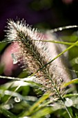 LADY FARM  SOMERSET: CLOSE UP OF BACKLIT PENNISETUM ALOPECUROIDES HAMELN (FOUNTAIN GRASS)