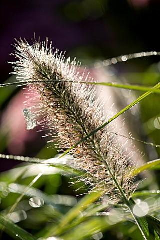 LADY_FARM__SOMERSET_CLOSE_UP_OF_BACKLIT_PENNISETUM_ALOPECUROIDES_HAMELN_FOUNTAIN_GRASS