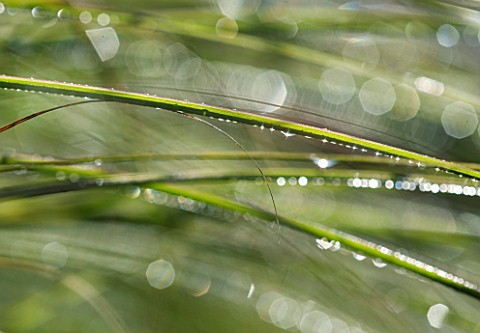 LADY_FARM__SOMERSET_CLOSE_UP_OF_BACKLIT_MISCANTHUS_MORNING_LIGHT_WITH_RAINDROPS