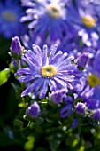 LADY FARM  SOMERSET: CLOSE UP OF ASTER X FRIKARTII MONCH