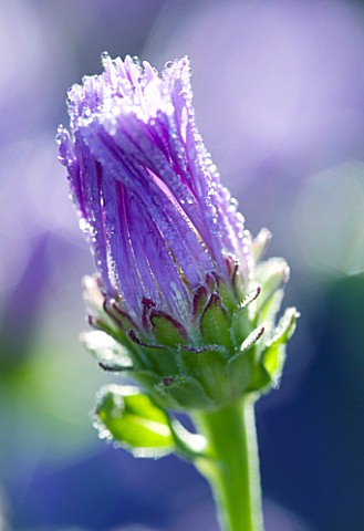 LADY_FARM__SOMERSET__DESIGNER__JUDY_PEARCE_CLOSE_UP_OF_EMERGING_BUD_OF_ASTER_X_FRIKARTII_MONCH