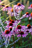 LADY FARM  SOMERSET: DESIGNER  JUDY PEARCE - PLANT ASSOCIATION/ COMBINATION WITH ECHINACEA RUBINSTERN AND PEROVSKIA BLUE SPIRE