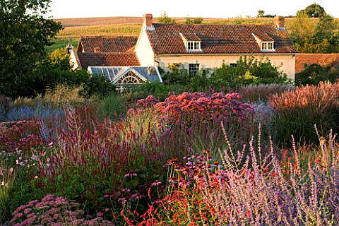 LADY_FARM__SOMERSET_JUDY_PEARCENEW_PERENNIAL_BORDER_IN_LATE_SUMMER_WITH_HOUSE_BEHIND_IN_EVENING_LIGH