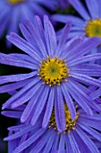 LADY FARM  SOMERSET: DESIGNER  JUDY PEARCE - CLOSE UP OF FLOWERS OF ASTER X FRIKARTII MONCH. BLUE