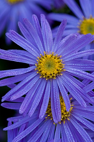 LADY_FARM__SOMERSET_DESIGNER__JUDY_PEARCE__CLOSE_UP_OF_FLOWERS_OF_ASTER_X_FRIKARTII_MONCH_BLUE