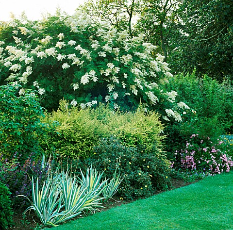 THE_SILVER_BORDER_BESIDE_THE_CROQUET_LAWN_AT_WOLFSON_COLLEGE_GARDEN__OXFORD
