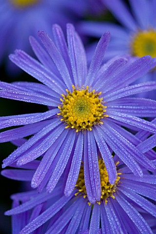 LADY_FARM__SOMERSET_DESIGNER__JUDY_PEARCE__CLOSE_UP_OF_FLOWERS_OF_ASTER_X_FRIKARTII_MONCH_BLUE