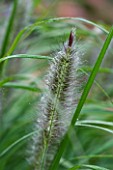 LADY FARM  SOMERSET: DESIGNER  JUDY PEARCE - FLOWER OF PENNISETUM ALOPECUROIDES HAMELN - DWARF FOUNTAIN GRASS