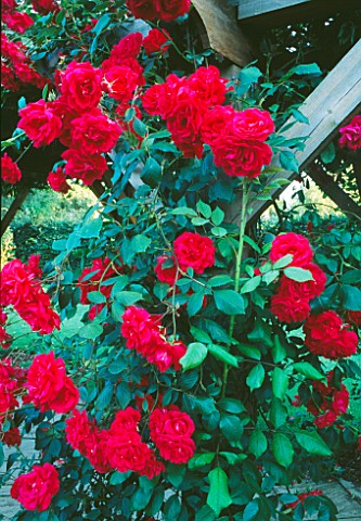 ROSE_PAULS_SCARLET_CLIMBS_THE_PERGOLA_IN_THE_FORMAL_GARDEN_AT_WOLFSON_COLLEGE_GARDEN__OXFORD