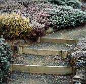 WOODEN STEPS WITH A GOLD HEATHER IN THE FROST. THE DINGLE GARDEN  WALES