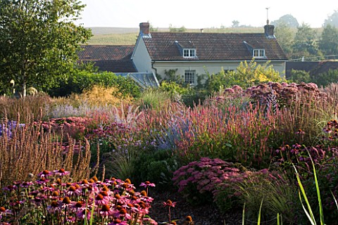LADY_FARM__SOMERSET_DESIGNER__JUDY_PEARCE__NEW_PERENNIALS_WITH_HOUSE_BEHIND_IN_MORNING_LIGHT__EUPATO