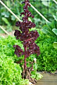 DESIGNER CLARE MATTHEWS: VEGETABLE/ POTAGER GARDEN PROJECT  DEVON: LETTUCE SENTRY AND LETTUCE LLOLO ROSSO WHICH HAS BOLTED