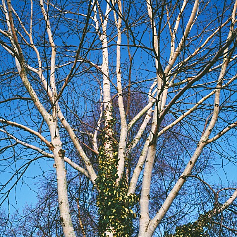 BETULA_UTILIS__COVERED_WITH_IVY_GOLD_HEART_THE_DINGLE_WALES