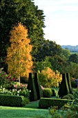 PETTIFERS GARDEN  OXFORDSHIRE: PARTERRE IN AUTUMN WITH BETULA ERMANII  YEW TOPIARY AND DAHLIA BEDS WITH VIEW TO COUNTRYSIDE BEYOND
