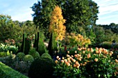 PETTIFERS GARDEN  OXFORDSHIRE: PARTERRE IN AUTUMN WITH BETULA ERMANII  YEW TOPIARY AND DAHLIA BEDS