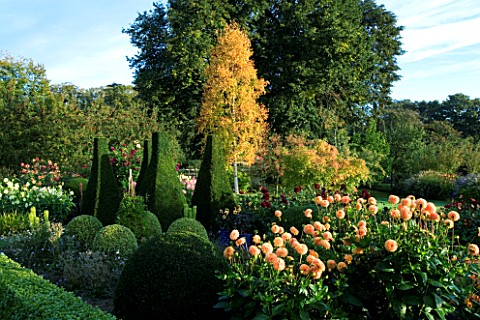 PETTIFERS_GARDEN__OXFORDSHIRE_PARTERRE_IN_AUTUMN_WITH_BETULA_ERMANII__YEW_TOPIARY_AND_DAHLIA_BEDS