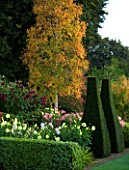 PETTIFERS GARDEN  OXFORDSHIRE: BETULA ERMANII IN AUTUMN COLOUR WITH YEW TOPIARY AND BOX EDGED DAHLIA BEDS