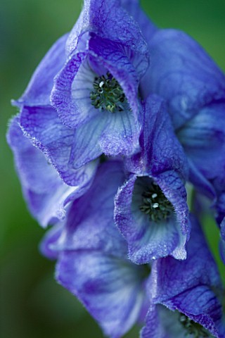 PETTIFERS_GARDEN__OXFORDSHIRE_CLOSE_UP_OF_ACONITUM_ARENDSII__BLUE_FLOWER