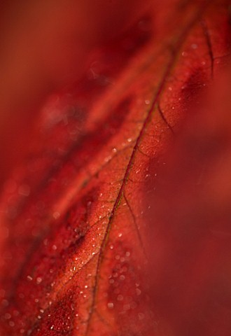 PETTIFERS_GARDEN__OXFORDSHIRE_AUTUMNAL_LEAF_ABSTRACT_CLOSE_UP_OF_EUONYMUS_PLANIPES