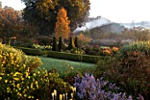 PETTIFERS GARDEN  OXFORDSHIRE:MIST RISING OFF THE PARTERRE IN AUTUMN WITH BETULA ERMANII  BOX HEDGING AND YEW TOPIARY. IN THE FOREGROUND ARE ASTERS  KNIPHOFIAS AND OTHER PERENNIALS