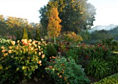 PETTIFERS GARDEN  OXFORDSHIRE: THE PARTERRE IN AUTUMN FILLED WITH DAHLIAS. IN THE CENTRE IS BETULA ERMANII IN AUTUMN LEAF