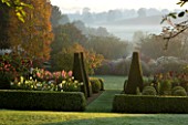PETTIFERS GARDEN  OXFORDSHIRE: THE PARTERRE IN AUTUMN WITH BOX HEDGING  YEW TOPIARY AND BEDS FILLED WITH DAHLIAS. TO THE LEFT IS BETULA ERMANII IN AUTUMN LEAF