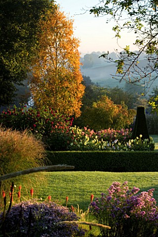 PETTIFERS_GARDEN__OXFORDSHIRE_THE_PARTERRE_IN_AUTUMN_WITH_BOX_HEDGING_FILLED_WITH_DAHLIAS_AND_BETULA