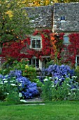 THE GRAY HOUSE  OXFORDSHIRE  DESIGNED BY TIM REES: BACK OF THE GRAY HOUSE IN AUTUMN WITH BOSTON IVY  ASTER TURBINELLUS  ANNUAL CARROT - AMMI MAJOR