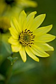 THE GRAY HOUSE  OXFORDSHIRE  DESIGNED BY TIM REES: CLOSE UP OF YELLOW FLOWER OF HELIANTHUS LEMON QUEEN