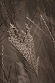 ORCHARD DENE NURSERIES  OXFORDSHIRE: MISCANTHUS KLEINE SILBERSPINNE - BLACK AND WHITE IMAGE  DUOTONED AND NOISE ADDED