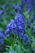 ORCHARD DENE NURSERIES  OXFORDSHIRE: ACONITUM ARENDSII. POISON  POISONOUS  BLUE  FLOWER