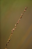 ORCHARD DENE NURSERIES  OXFORDSHIRE: MOLINIA CAERULEA HEIDEBRAUT (PURPLE MOOR GRASS) IN AUTUMN